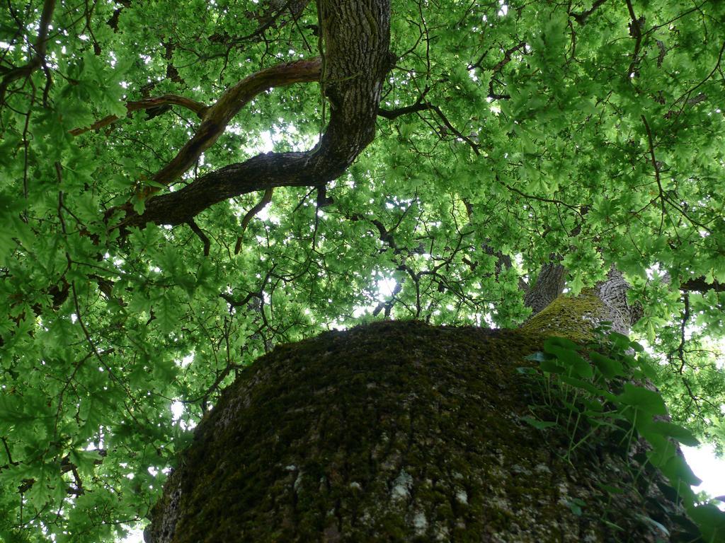 Gites A L'Ombre Des Chenes Châteauvieux Pokoj fotografie